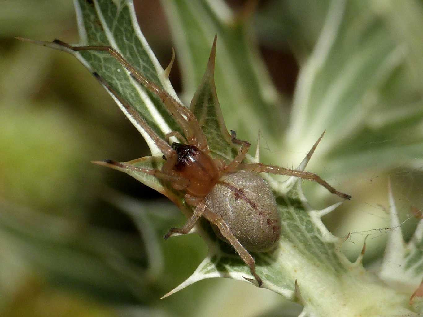 Cheiracanthium cf. pennatum - Santa Teresa Gallura (OT)